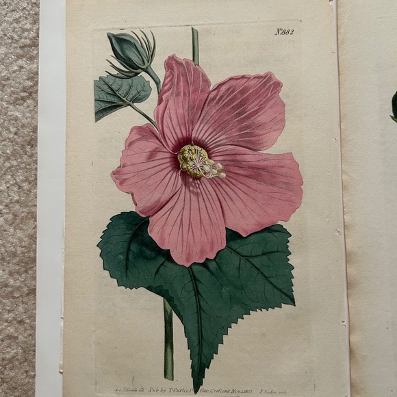 6 Curtis 1800’s Hand-colored Engravings Peony, Hibiscus, Camellia, Water Lily - Picture 12 of 13